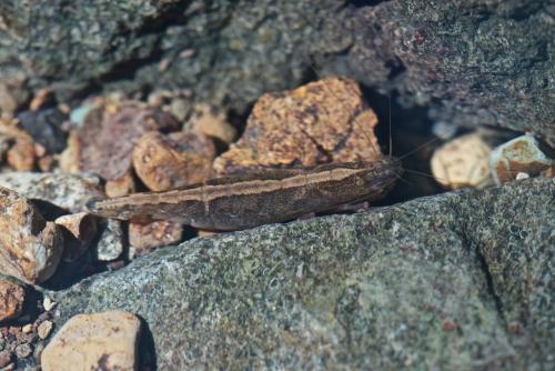 Caridina sp.