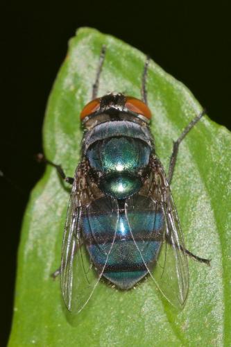 Chrysomya sp.