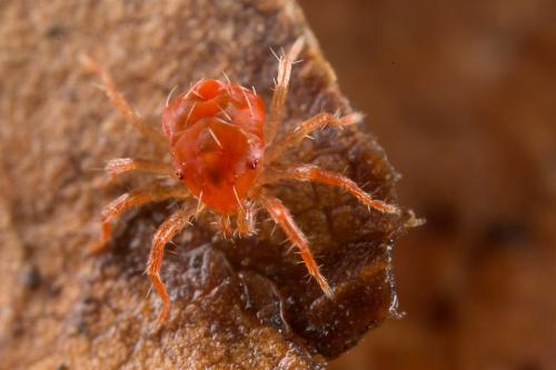 Réf. 244 534 : Anystis sp.
