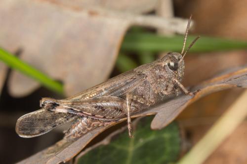 Réf. 244 180 : Aiolopus strepens