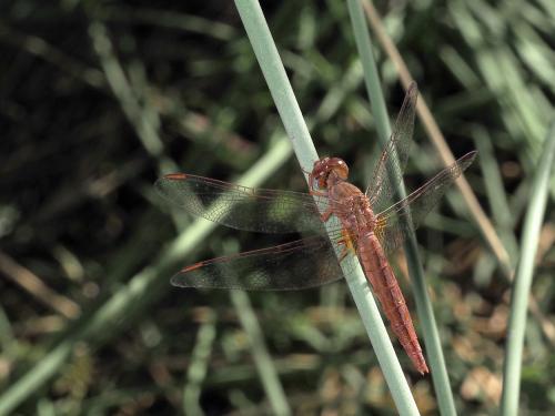 Réf. 244 214 : Crocothemis erythraea