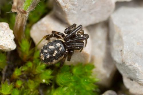 Steatoda (albomaculata-incomposita)