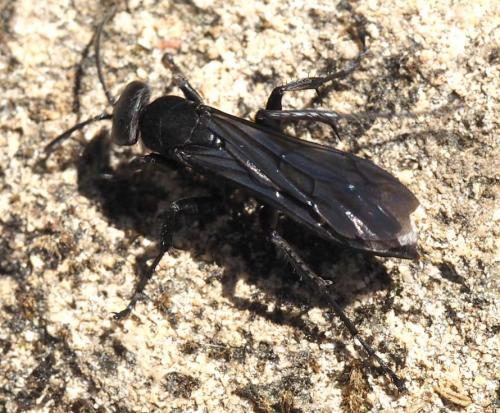 Réf. 244 715 : Pompilinae inconnu