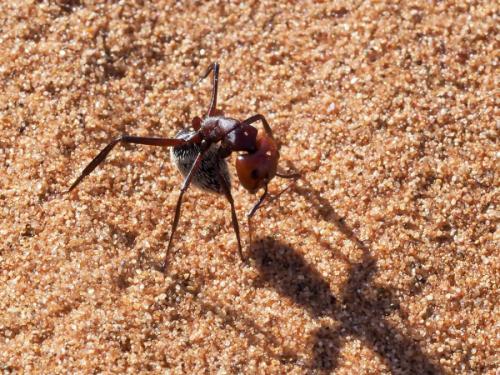 Camponotus detritus