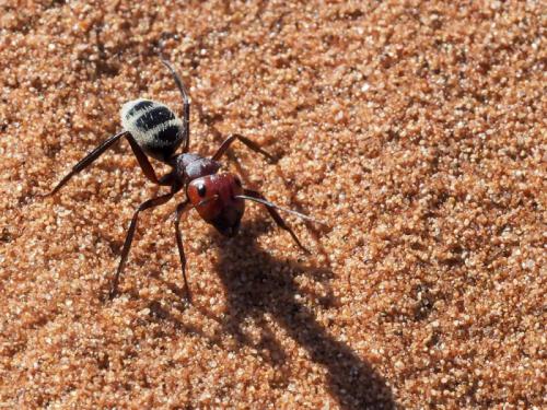 Réf. 244 319 : Camponotus detritus