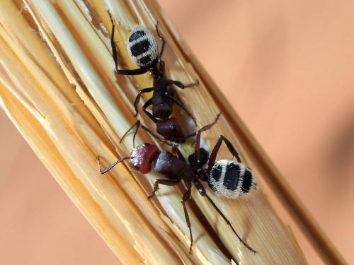 Réf. 244 320 : Camponotus detritus