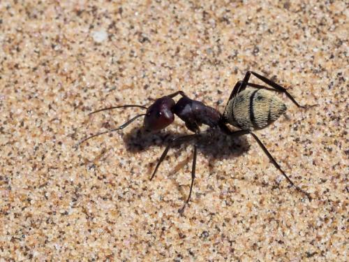 Réf. 244 801 : Camponotus detritus