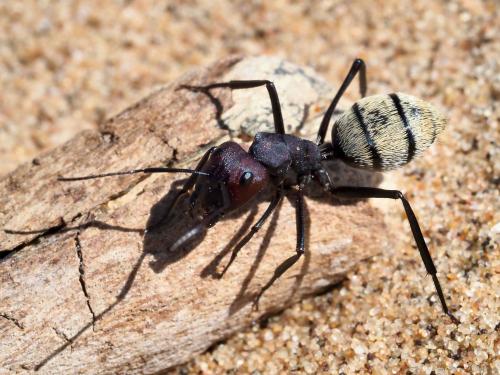 Réf. 244 800 : Camponotus detritus