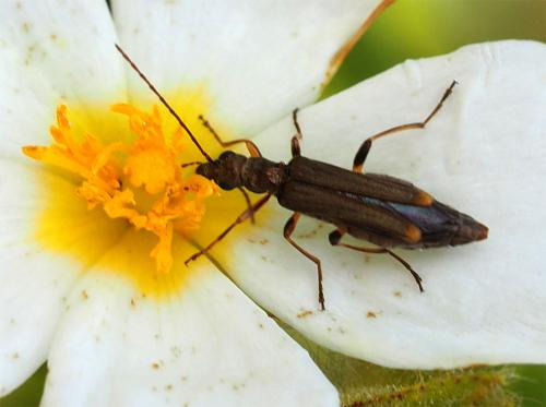 Réf. 244 663 : Oedemera barbara