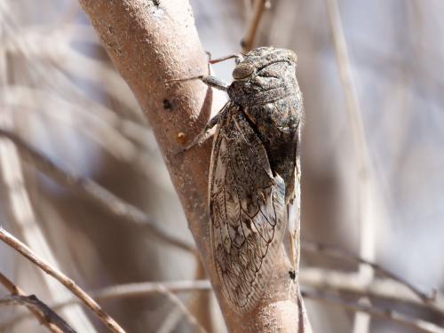 Munza sp.
