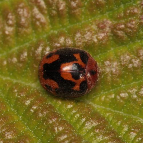 Réf. 244 158 : Subcoccinella vigintiquatuorpunctata