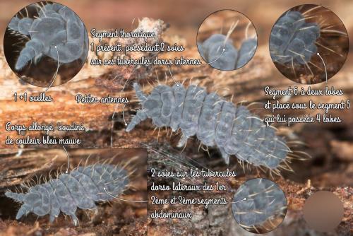 Deutonura monticola