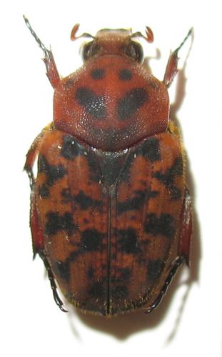 Réf. 244 493 : Diphrontis monticola