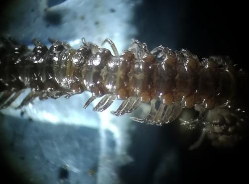 Janetschekella valesiaca