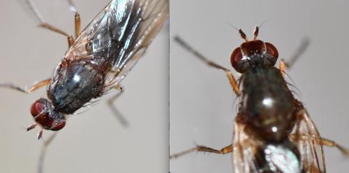 Dryomyza flaveola