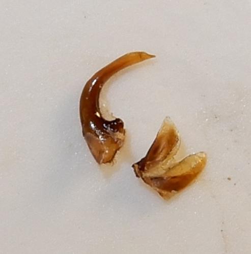 Nebria brevicollis