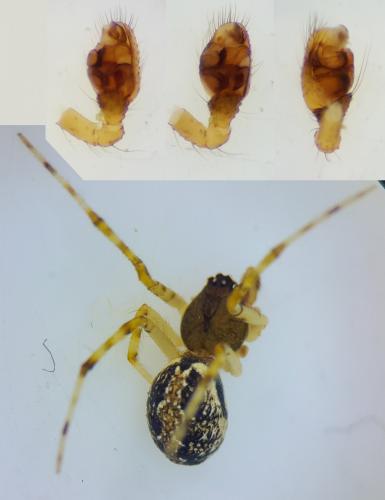 Theridion harmsi