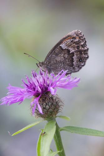 Erebia sp.