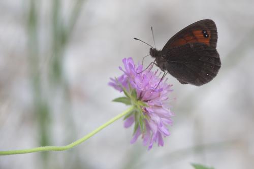 Erebia sp.