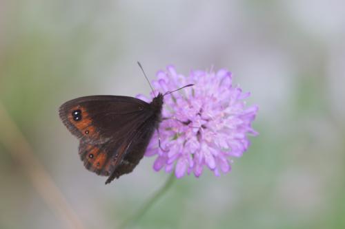 Erebia sp.