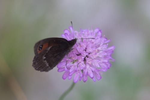 Erebia sp.