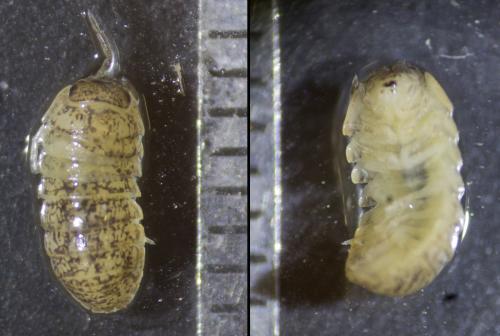 Armadillidium sp.
