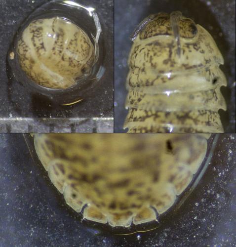 Armadillidium sp.