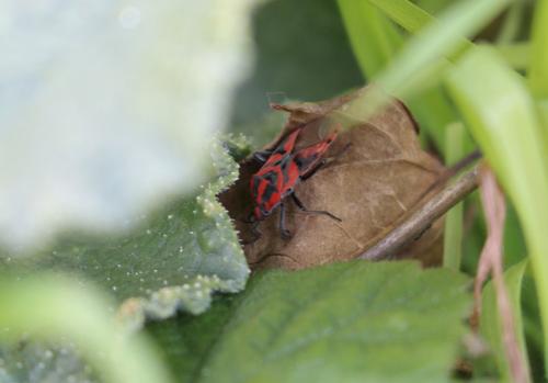 Réf. 244 561 : Spilostethus furcula