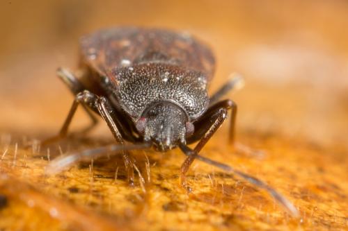Drymus brunneus