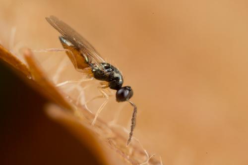 Pnigalio agraules