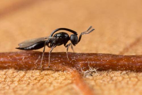 Réf. 244 460 : Inostemma boscii