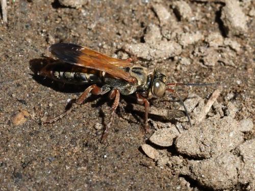 Liris bembesianus