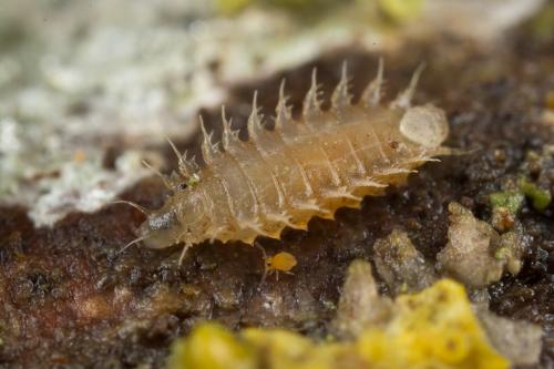 Fannia sp.