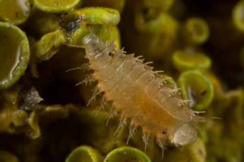 Fannia sp.