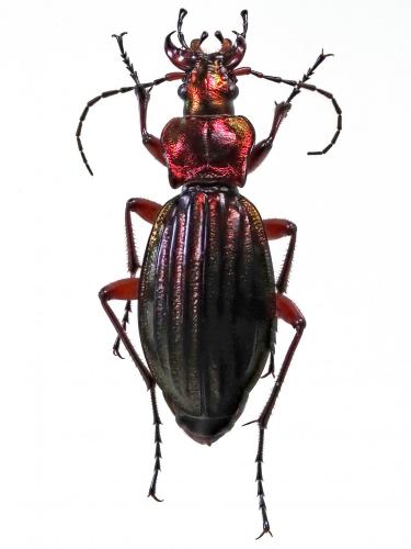 Réf. 244 526 : Carabus auronitens