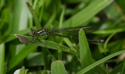 Pseudagrion sp.