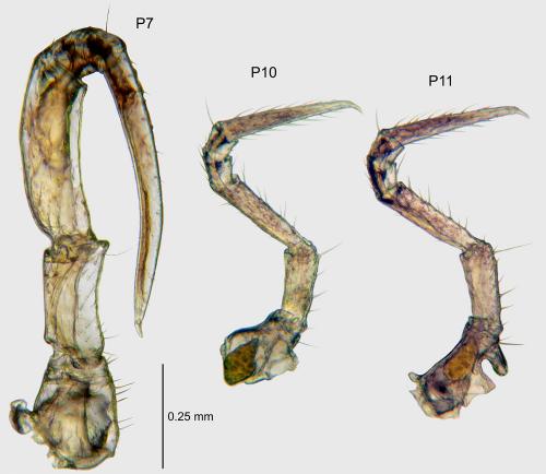 Anamastigona pulchella