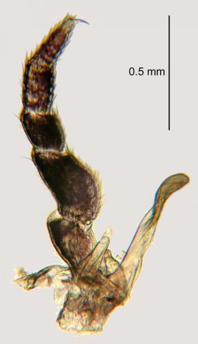 Réf. 244 810 : Julus scandinavius