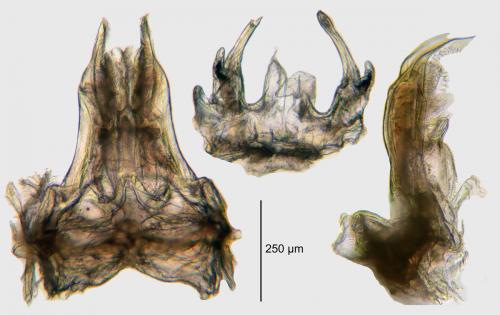 Anamastigona pulchella