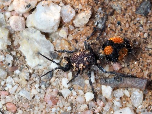 Réf. 244 570 : Dasylabris sp.