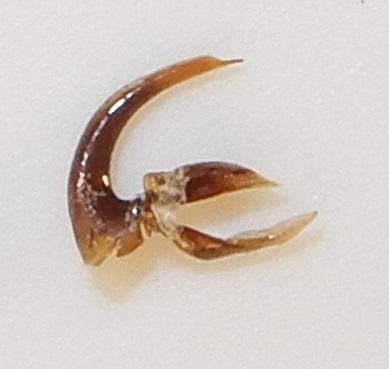 Réf. 244 667 : Nebria salina