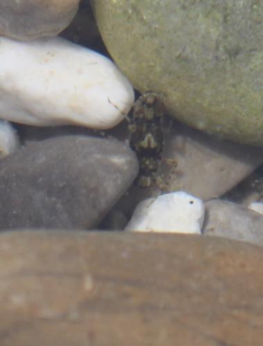 Serratella ignita