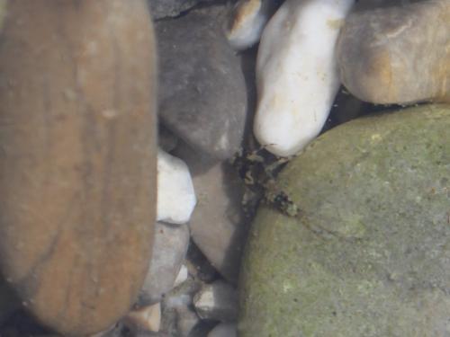 Serratella ignita