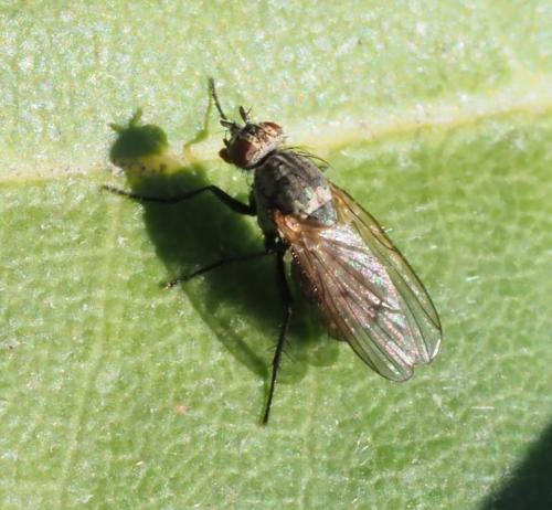 Réf. 244 975 : Anthomyia liturata