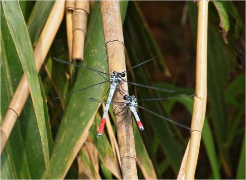 Réf. 244 316 : Philosina buchi
