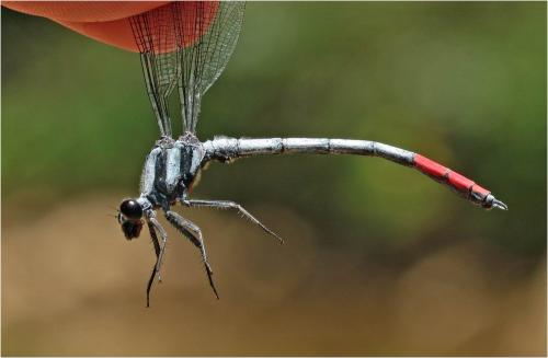 Philosina buchi