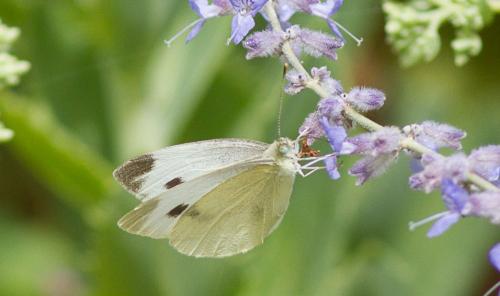 Réf. 244 814 : Pieris mannii