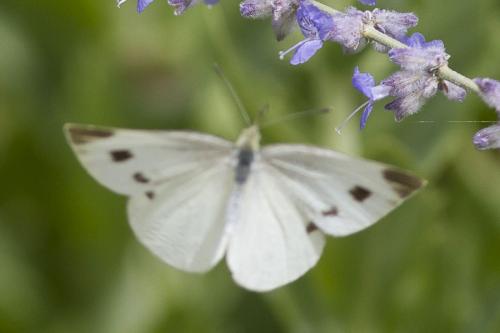 Réf. 244 815 : Pieris mannii