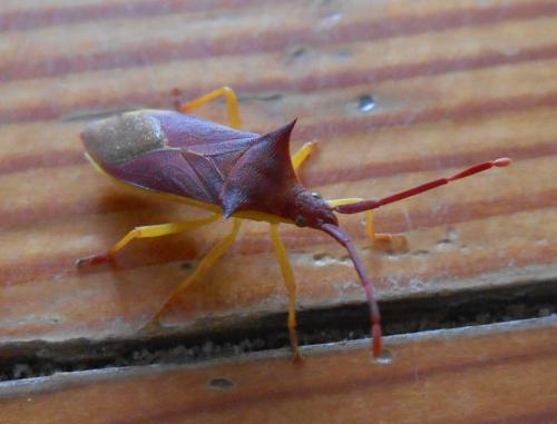 Réf. 244 764 : Gonocerus insidiator