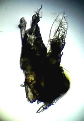 Janetschekella valesiaca